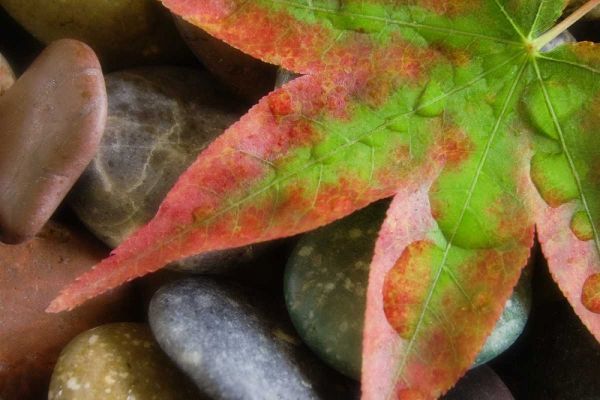 Smooth rocks and fall-colored maple leaf